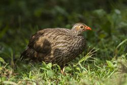 Scaly francolin (Pternistis squamatus).jpg