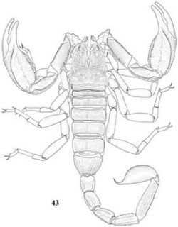 Scorpiops luridus.jpg