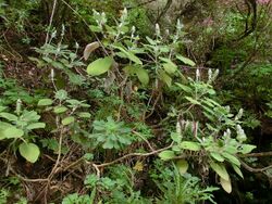 Sideritis macrostachys Tenerife 1.jpg