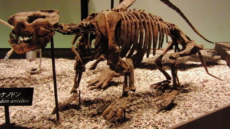 File:Skeleton of Ernanodon antelios.jpg