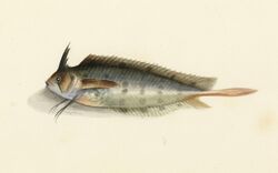 Sketchbook of fishes - 20. (Crested) Weed fish - William Buelow Gould, c1832.jpg