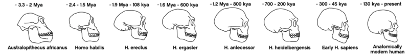 File:Skull evolution.png