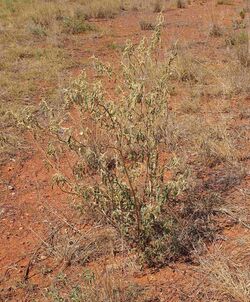 Solanum chippendalei.jpg