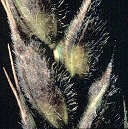 Stagonospora-nodorum-wheat.jpg
