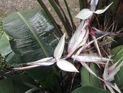 Strelitzia alba-BSI-yercaud-salem-Iindia.JPG