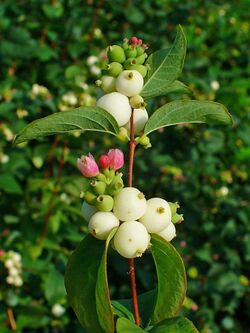 Symphoricarpos albus 003.JPG