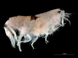 Synchelidium maculatum.jpg