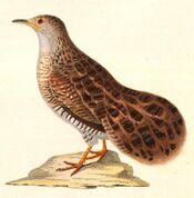 Taoniscus nanus 1838.jpg