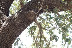 Texas live oak