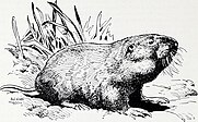 The Dalles pocket gopher and its influence on forage production of Oregon mountain meadows (1951) (20804453196).jpg