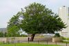 The Survivor Tree at the Oklahoma City National Memorial.jpg