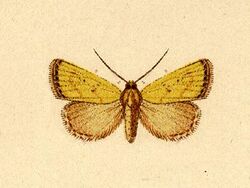 Thioptera aurifera.JPG