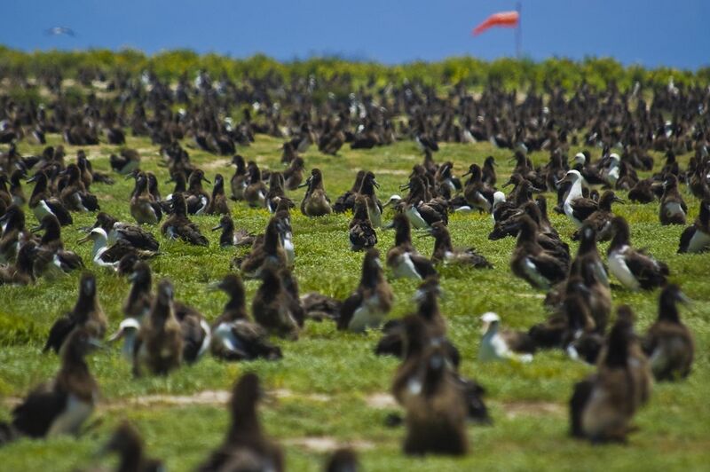 File:US Navy 100602-N-7498L-021 More than a million Laysan Albatrosses occupy the entire Midway atoll.jpg