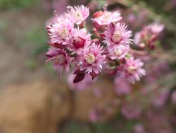 Verticordia plumosa detail.jpg