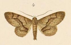 Voeltzkow-pl.6-fig.04-Cleora transversaria (Pagenstecher, 1907).JPG