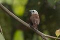 White-headed Munia - Carita - West Java MG 3548 (29543341220).jpg