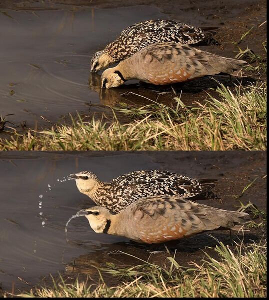 File:Yellow-throated Sandgrouse - couple drinking and spitting water.jpg