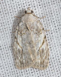 - 9664 – Balsa labecula – White-blotched Balsa Moth (17214068425).jpg