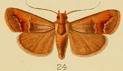 024-Orthaga castanealis (Kenrick, 1907).JPG