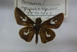 454-Parnara ogasawarensis.JPG