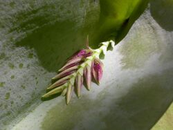 Acianthera pectinata.jpg