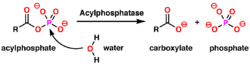 Acylphosphate rxn.png