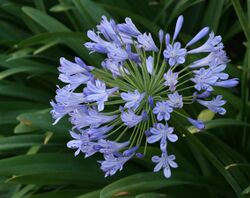 Agapanthus Postbloom.jpg