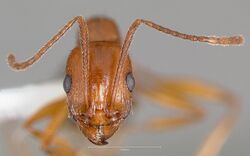 Aphaenogaster uinta casent0005727 head 1.jpg