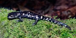 Aquiloeurycea scandens, Tamaulipan False Brook Salamander, Tamaulipas.jpg
