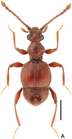 Image of a male member of Arthromelodes choui, 2.5 mm long and brown in colour.