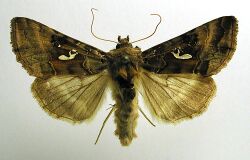 Autographa macrogamma.jpg