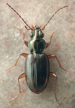 Bembidion graciliforme.jpg