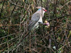 Blue-naped Mousebird RWD.jpg