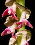 Bulbophyllum cochleatum var. bequaertii (De Wild.) J.J.Verm., Bull. Jard. Bot. Natl. Belg. 56 230 (1986) (44643119032) - cropped.jpg