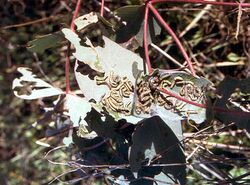 CSIRO ScienceImage 1694 Autumn Gum Moth caterpillers.jpg