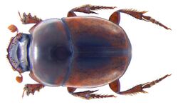 Caccobius castaneus (syn. Caccophilus) Klug, 1855 male (3466485718).jpg