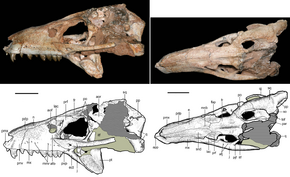 Caipirasuchus stenognathus.png