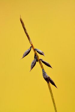 Carex pulicaris - Keila.jpg