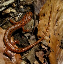 A reddish salamander with black spots hiding among leaves.