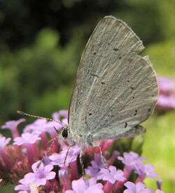 Celastrina Argiolus.jpg