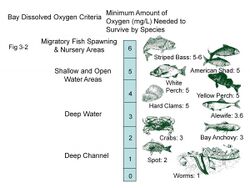 Chesapeake Bay - Dissolved oxygen requirements.jpg