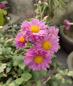 Chrysanthemum 01.jpg