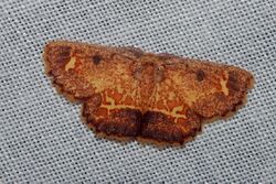 Chrysocraspeda ozophanes (Geometridae Sterrhinae).jpg