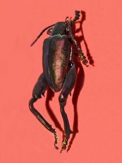 Chrysomelidae - Sagra purpurea.jpg