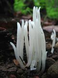 Clavaria fragilis 45549.jpg