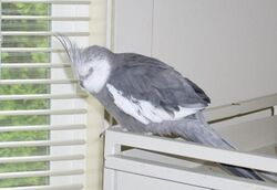 Cockatiel Sleeping.jpg