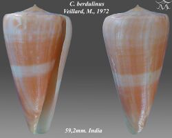 Conus berdulinus 1.jpg