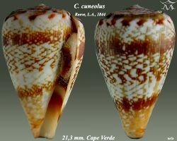 Conus cuneolus 1.jpg