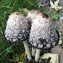 Coprinus comatus, the shaggy ink cap, lawyer's wig, or shaggy mane mushroom.jpg