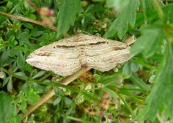 Costaconvexa polygrammata1.jpg